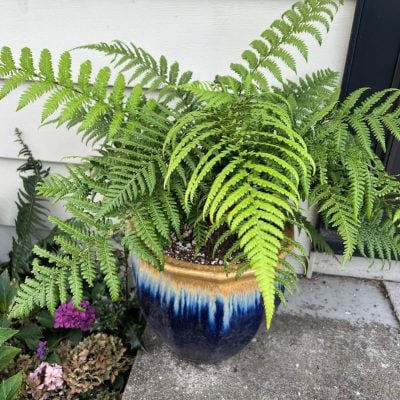 Dicksonia antarctica - Tasmanian Tree Fern (4.5" Pot)