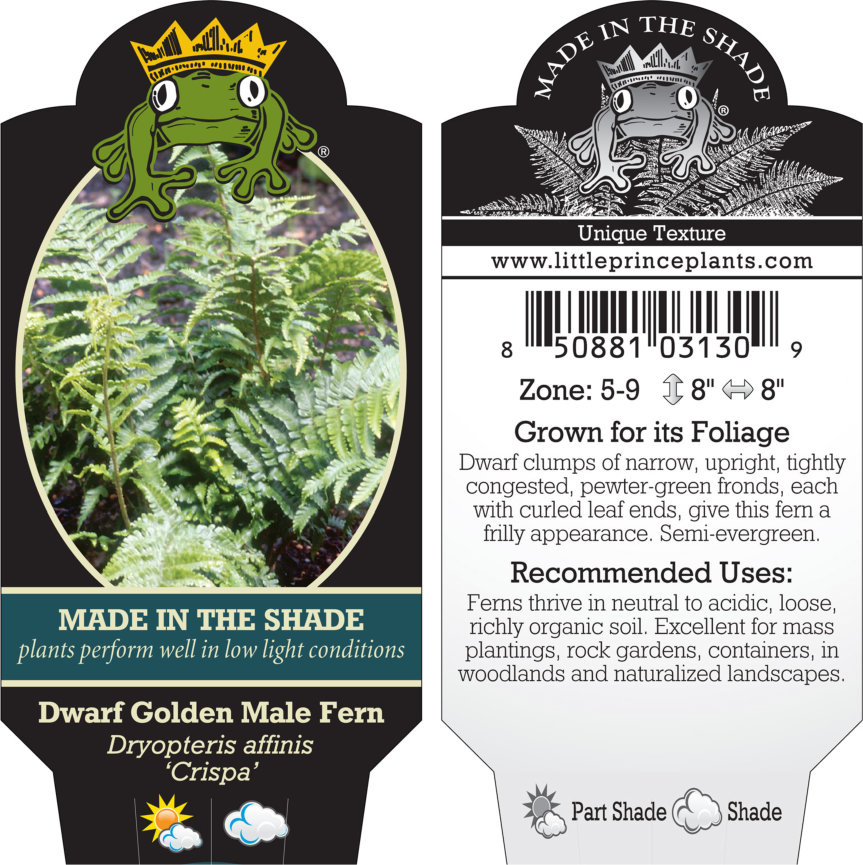 Dryopteris affinis 'Crispa' - Dwarf Golden Male Fern (3.5" Pot) - Image 4