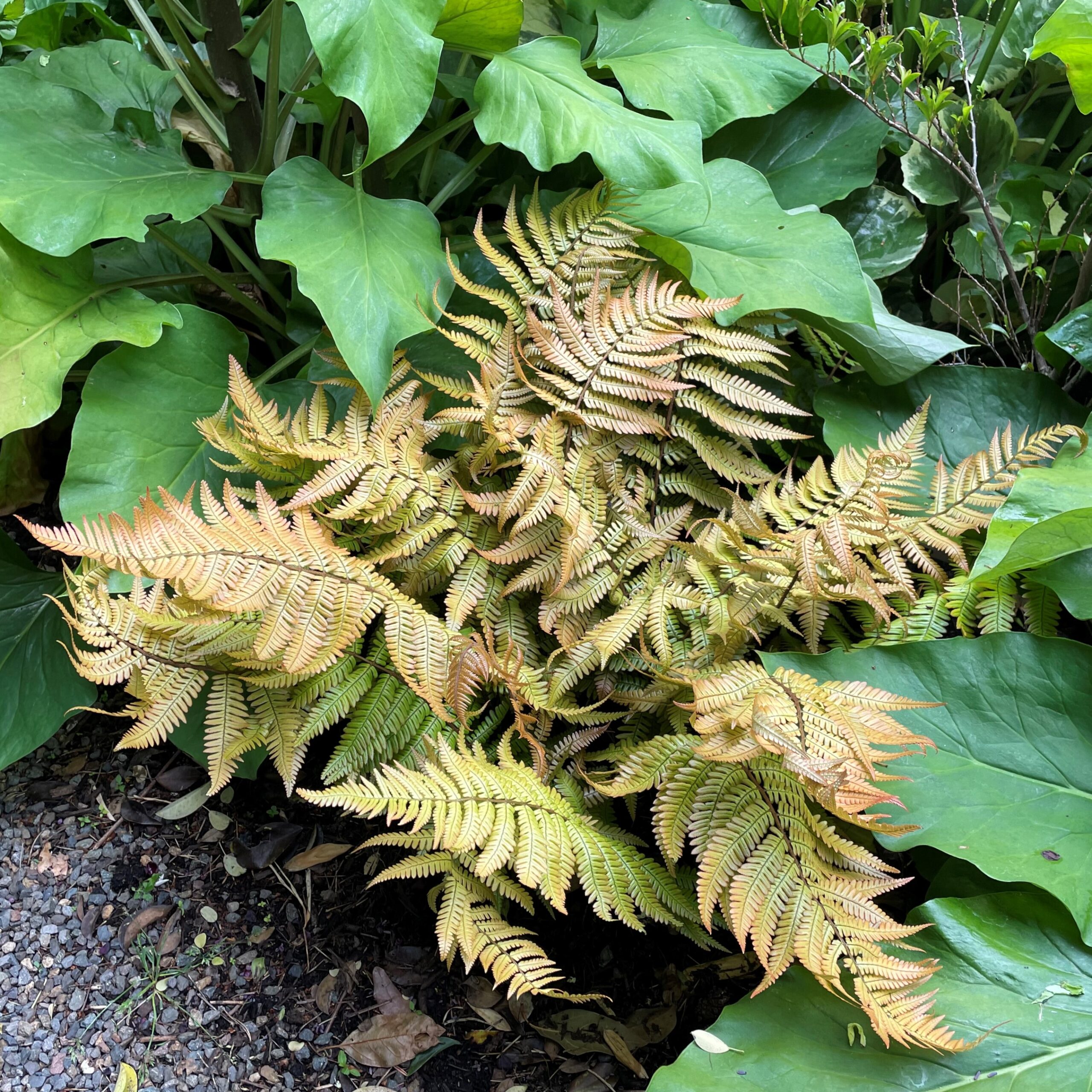 Dryopteris lepidopoda - Sunset Fern (3.5" Pot)