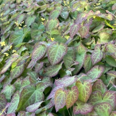 Epimedium x perralchicum 'Frohnleiten' - Barrenwort (4.5" Pot)