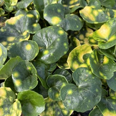 Farfugium japonicum 'Aureo-maculata' - Leopard Plant (4.5" Pot)