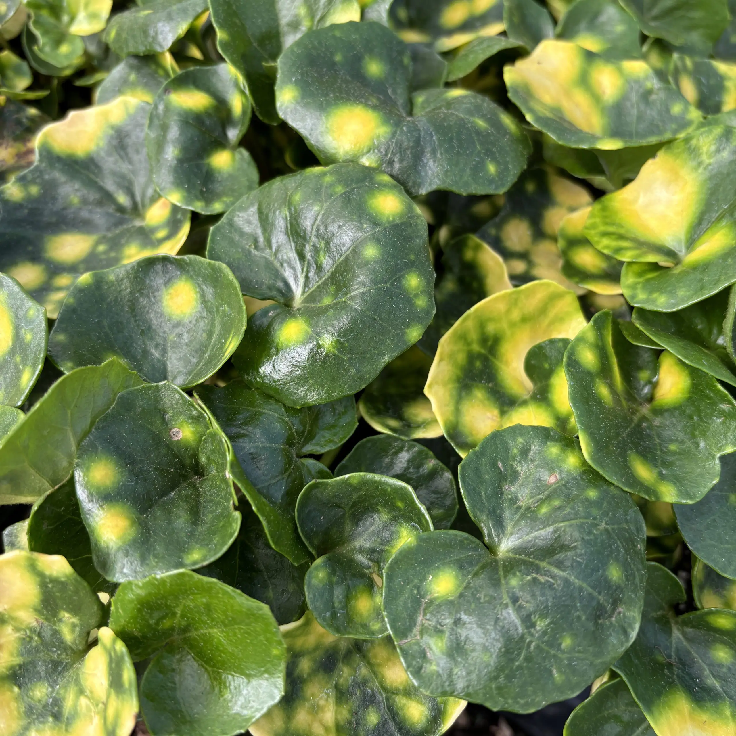 Farfugium japonicum 'Aureo-maculata' - Leopard Plant (4.5" Pot) | Little  Prince of Oregon Nursery