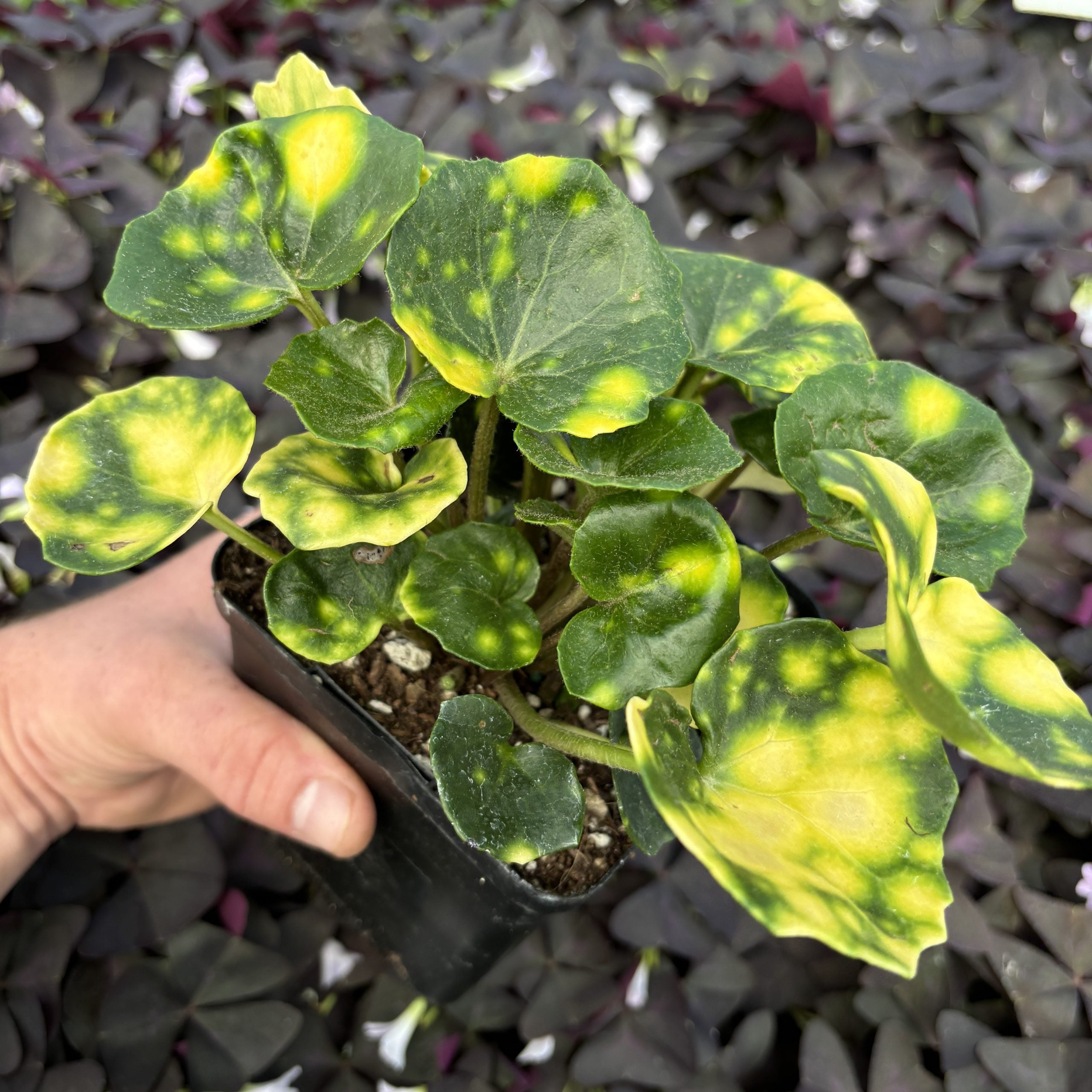 Farfugium japonicum 'Aureo-maculata' - Leopard Plant (4.5" Pot) - Image 3