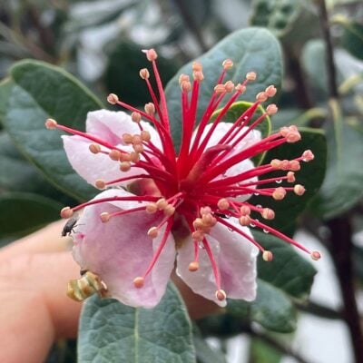 Feijoa sellowiana - Pineapple Guava (4.5" Pot)