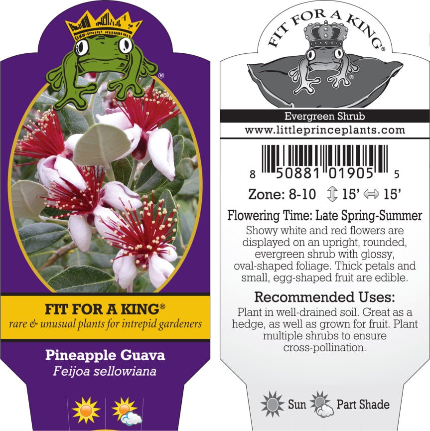 Feijoa sellowiana - Pineapple Guava (4.5" Pot) - Image 6