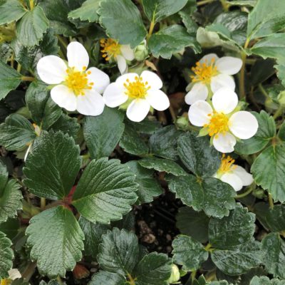 Fragaria chiloensis - Wild Strawberry (3.5" Pot)