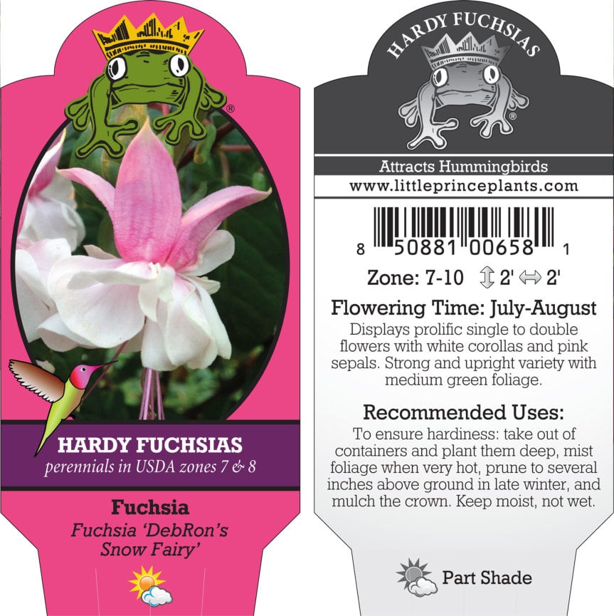 Fuchsia 'DebRon's Snow Fairy' (#1 Round) - Image 5