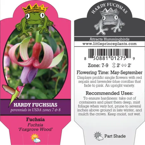 Fuchsia 'Foxgrove Wood' (5.5
