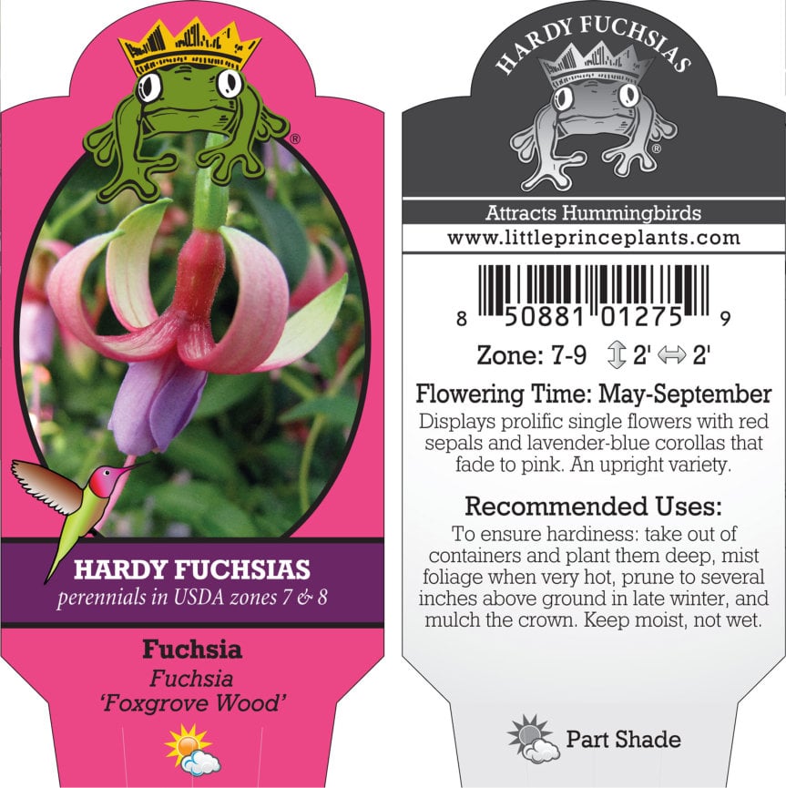 Fuchsia 'Foxgrove Wood' (5.5" Pot) - Image 5