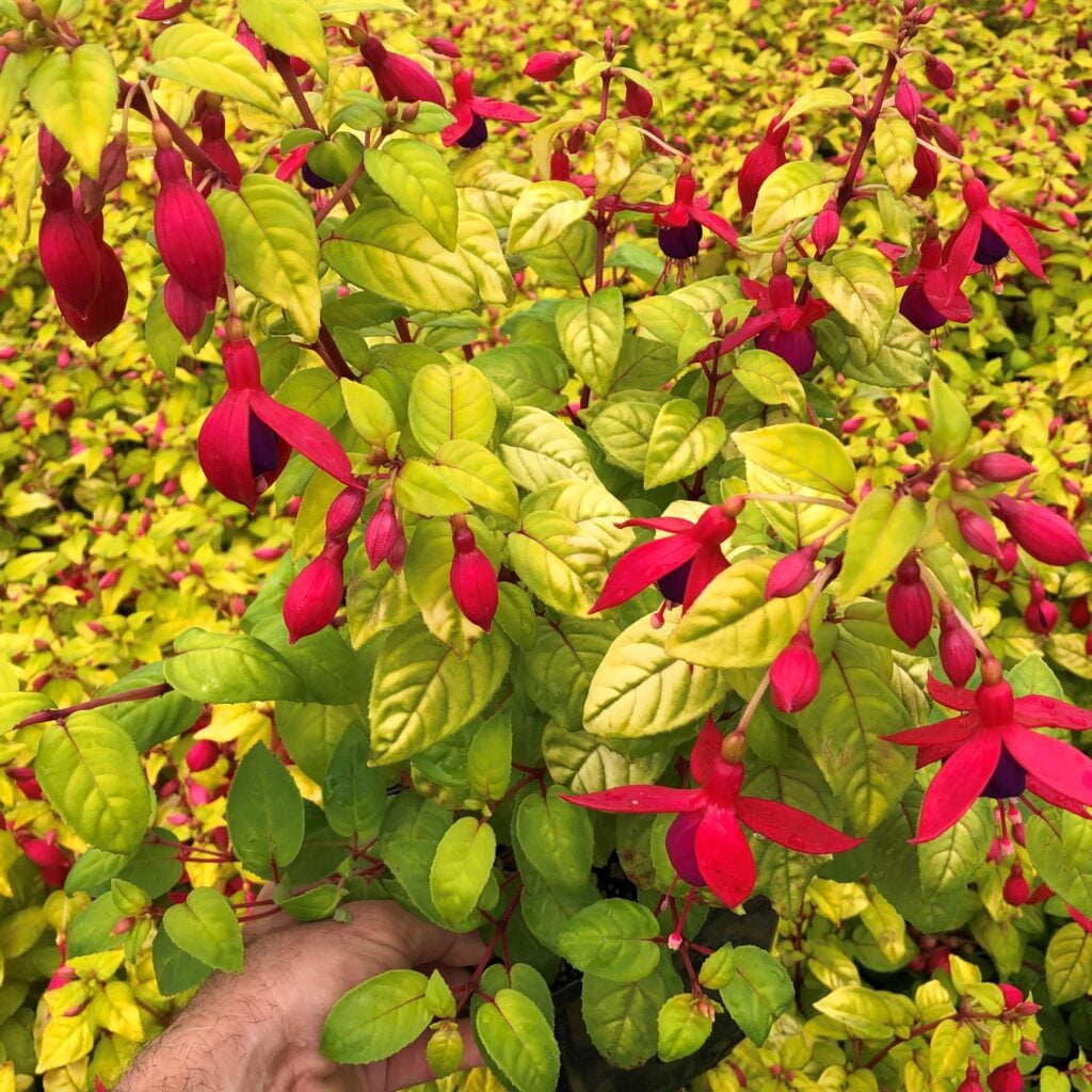 Fuchsia-Golden-Herald-Hardy-