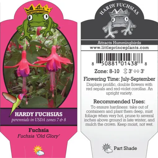 Fuchsia 'Old Glory' (5.5