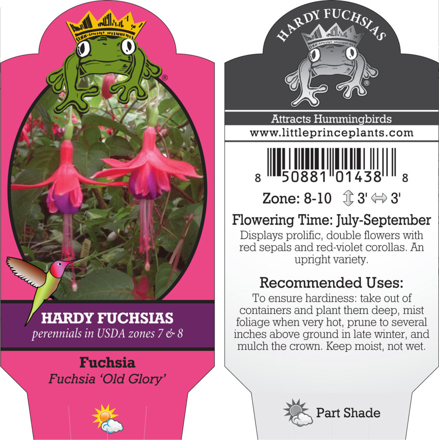 Fuchsia 'Old Glory' (5.5" Pot) - Image 3