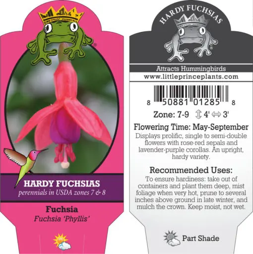 Fuchsia 'Phyllis' (5.5