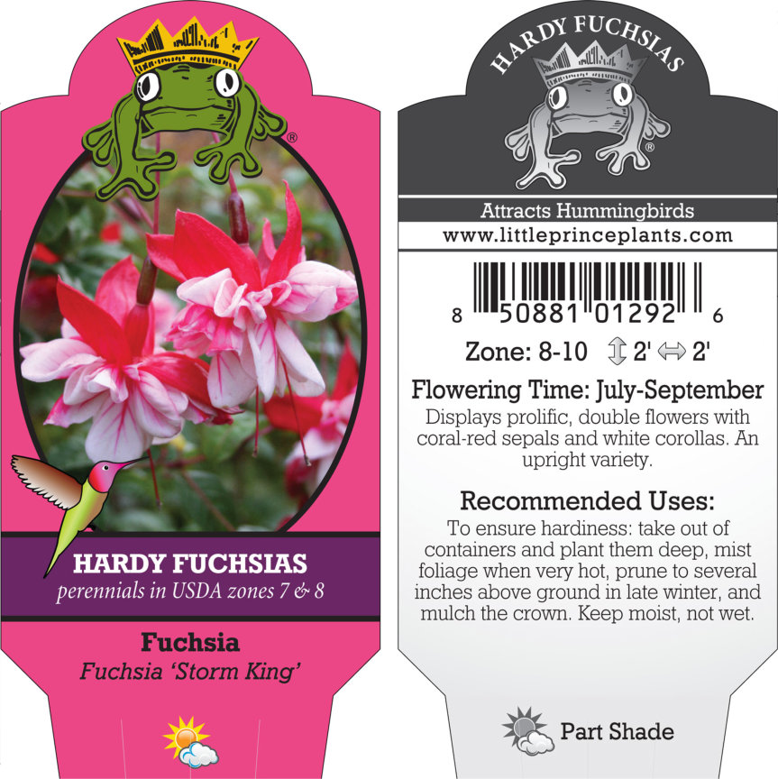 Fuchsia 'Storm King' (5.5" Pot) - Image 3