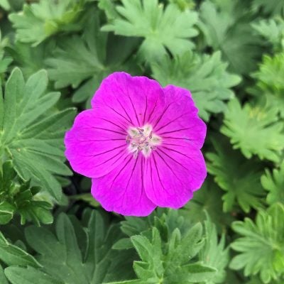 Geranium sanguineum 'Vision® Violet' - Cranesbill (4" Pot)