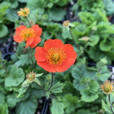 Geum coccineum 'Koi' - Avens (4" Pot)