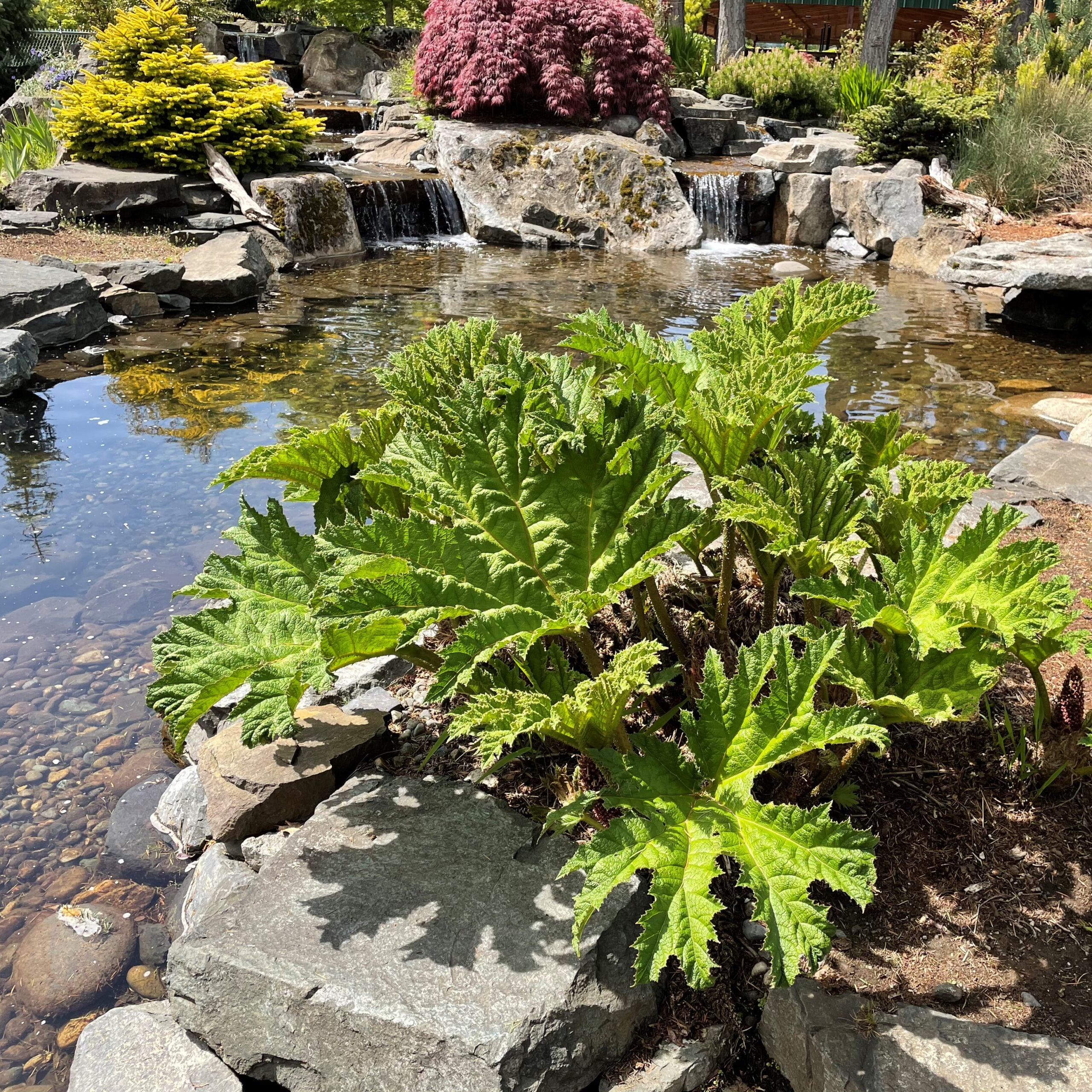 Gunnera tinctoria - Dinosaur Food (#1 Round) - Image 6