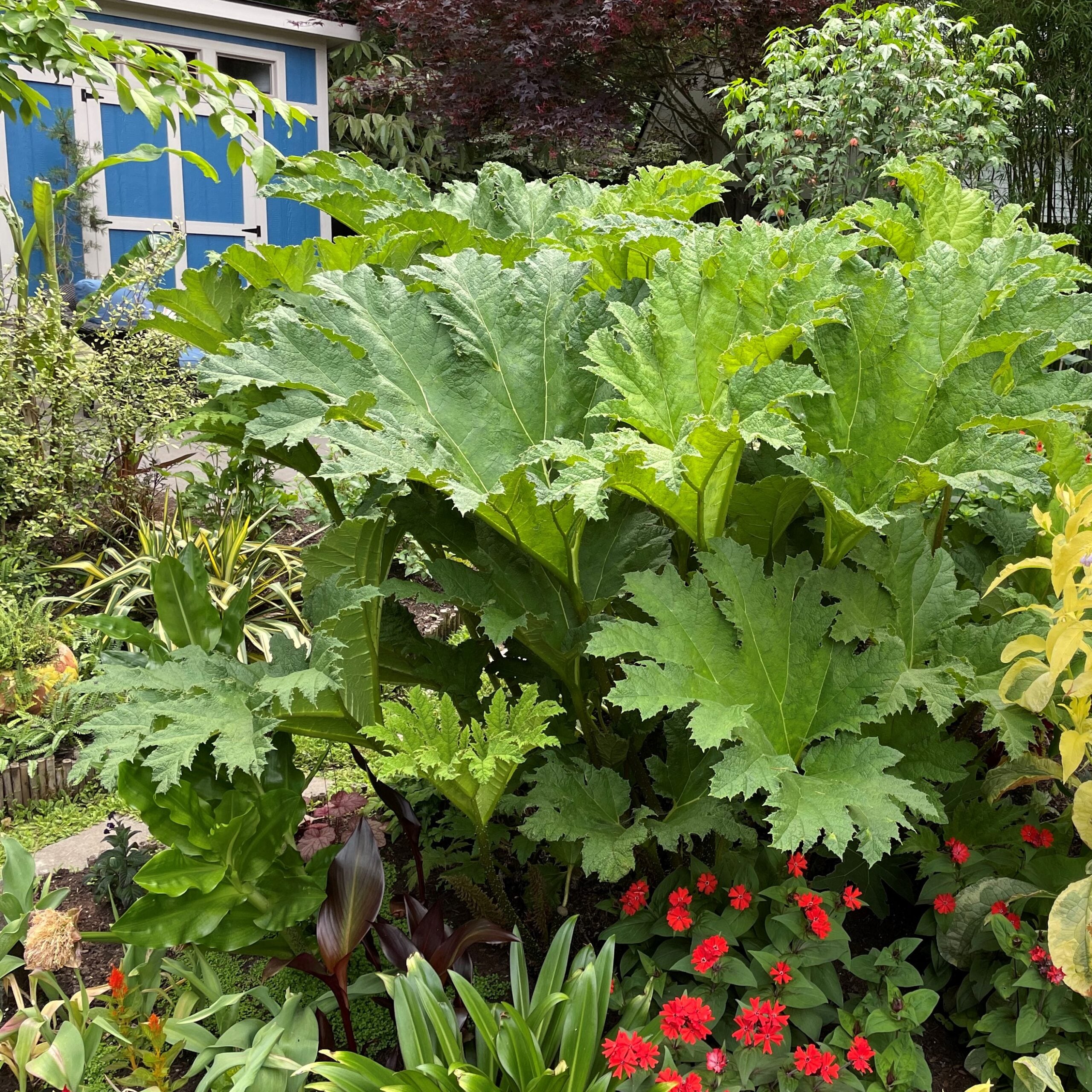 Gunnera tinctoria - Dinosaur Food (#1 Round)