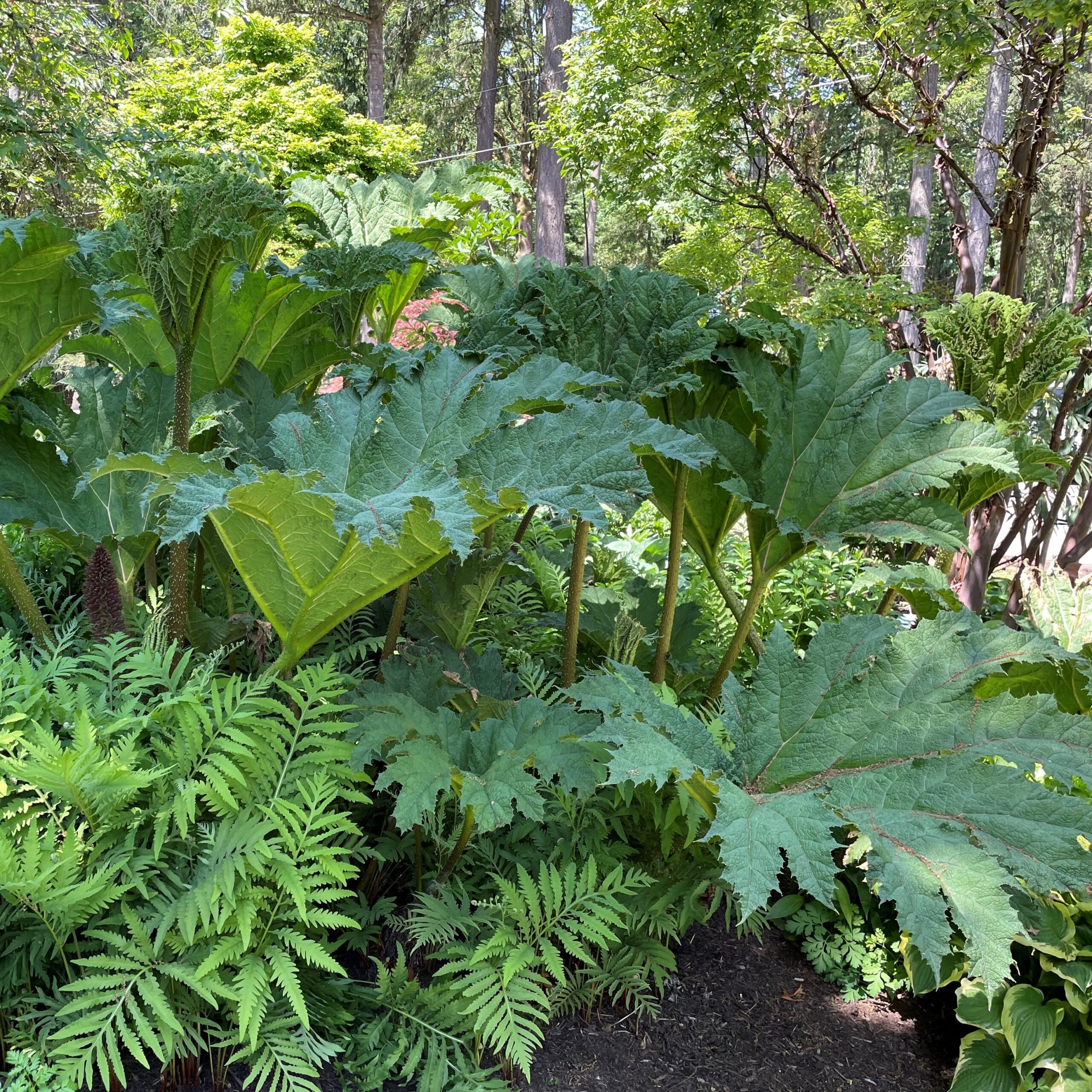 Gunnera tinctoria - Dinosaur Food (#1 Round) - Image 3