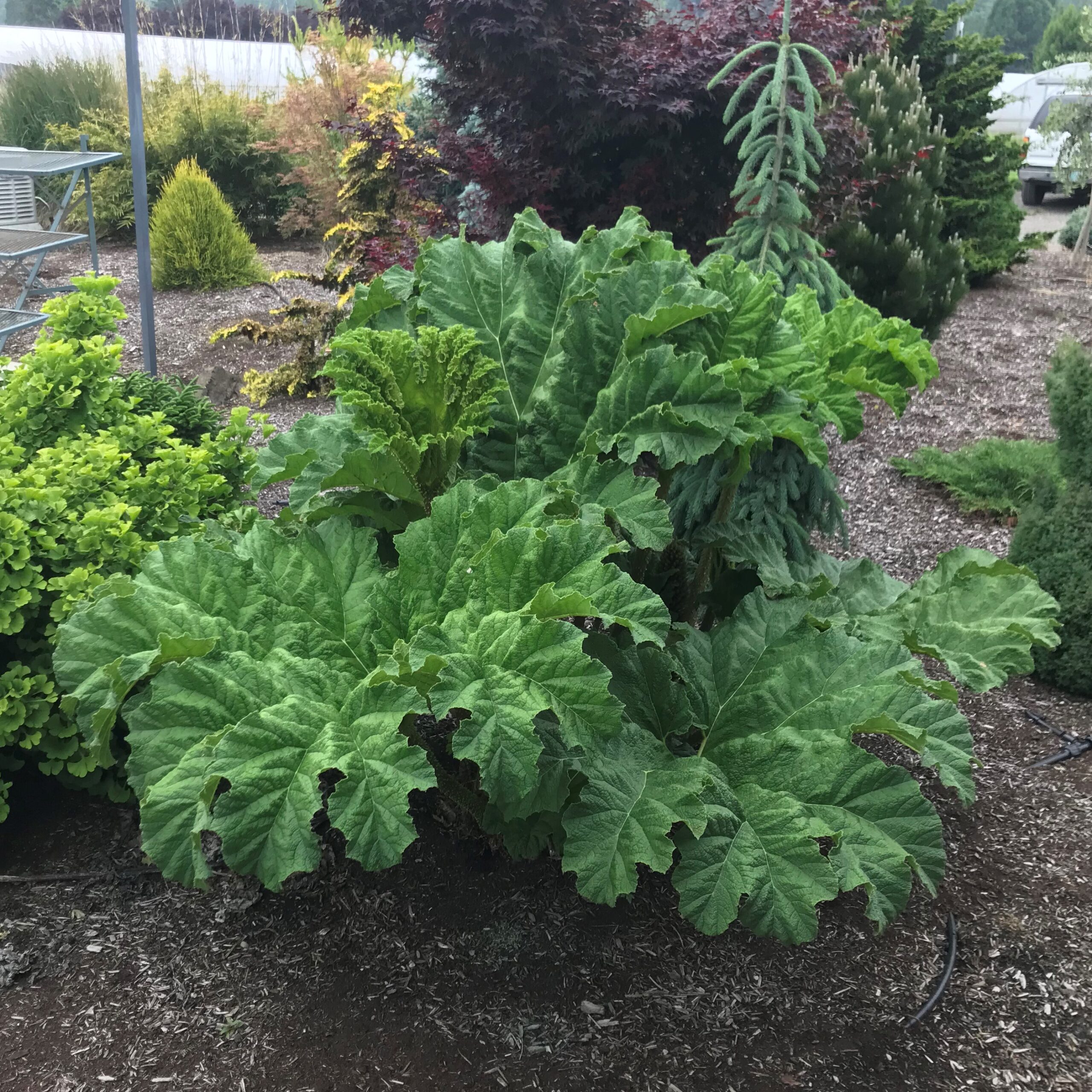 Gunnera tinctoria - Dinosaur Food (#1 Round) - Image 4