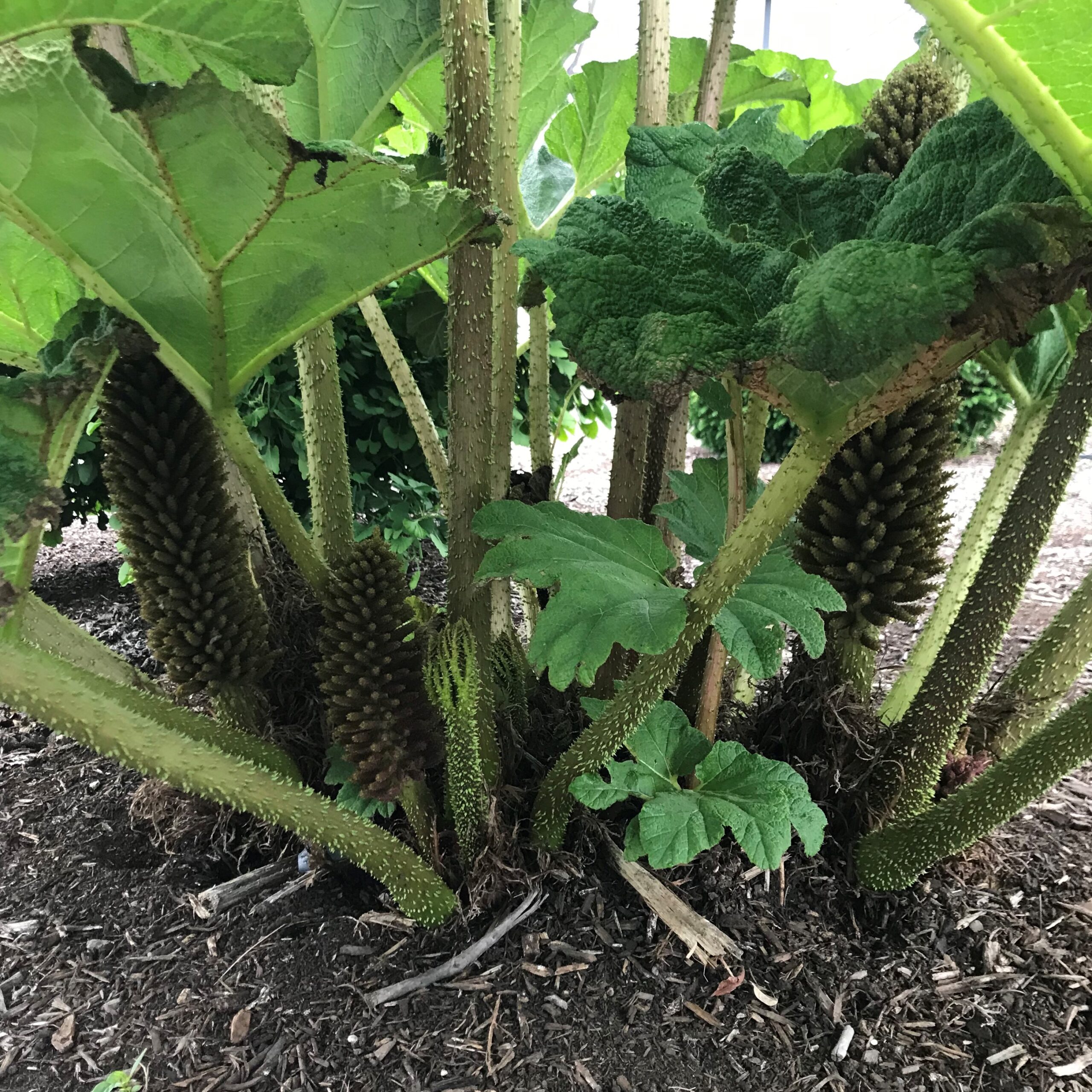 Gunnera tinctoria - Dinosaur Food (#1 Round) - Image 7
