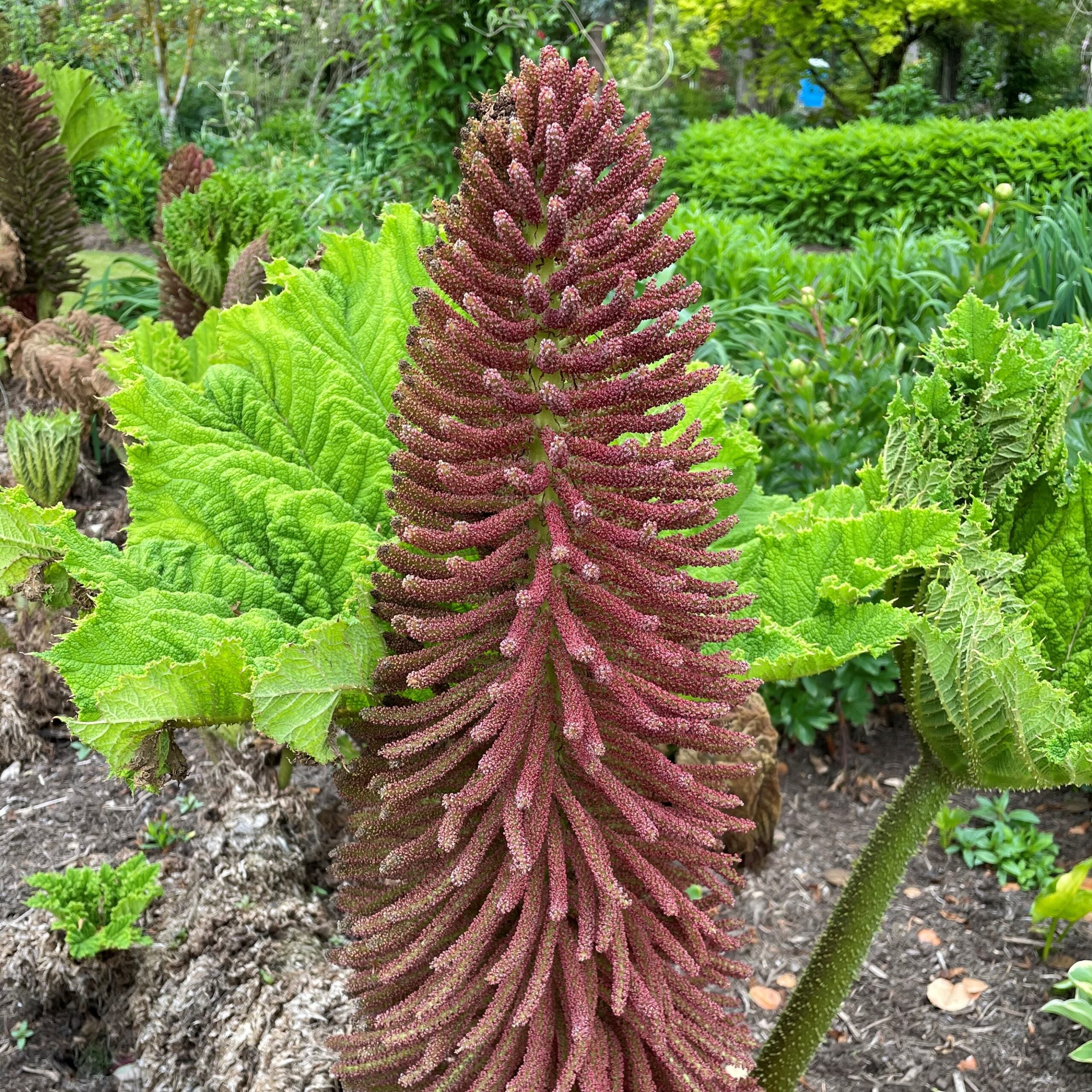 Gunnera tinctoria - Dinosaur Food (#1 Round) - Image 8