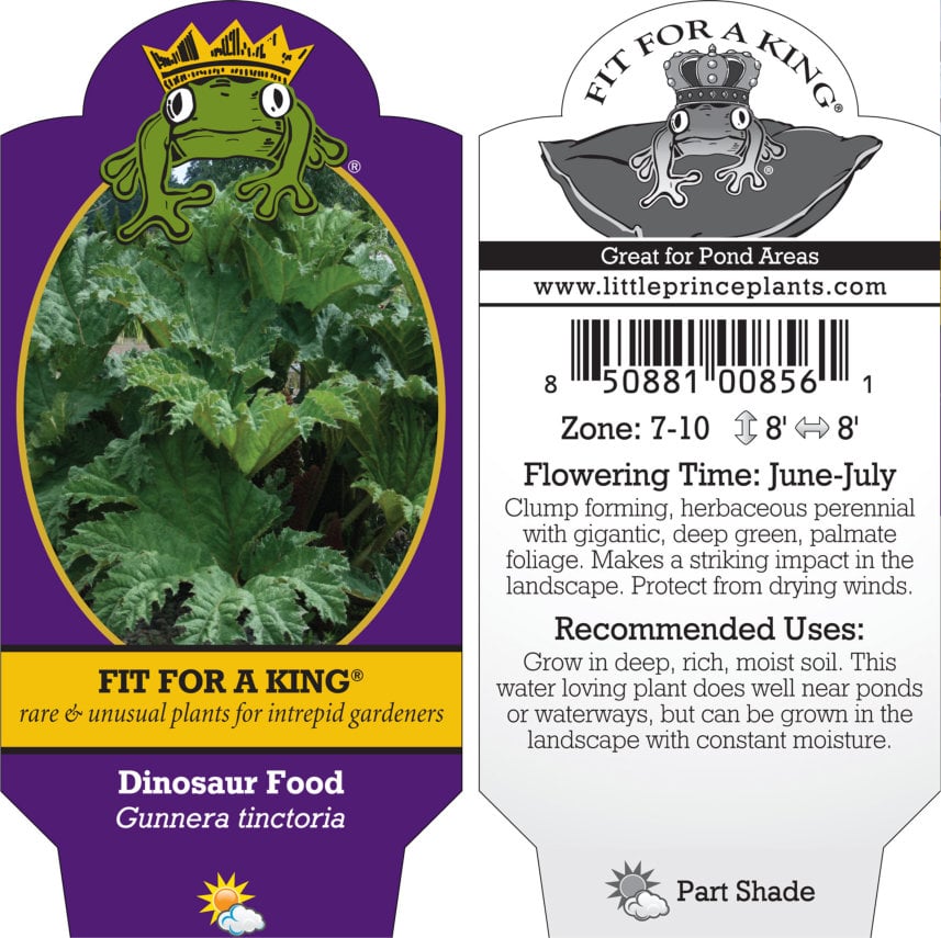 Gunnera tinctoria - Dinosaur Food (#1 Round) - Image 11