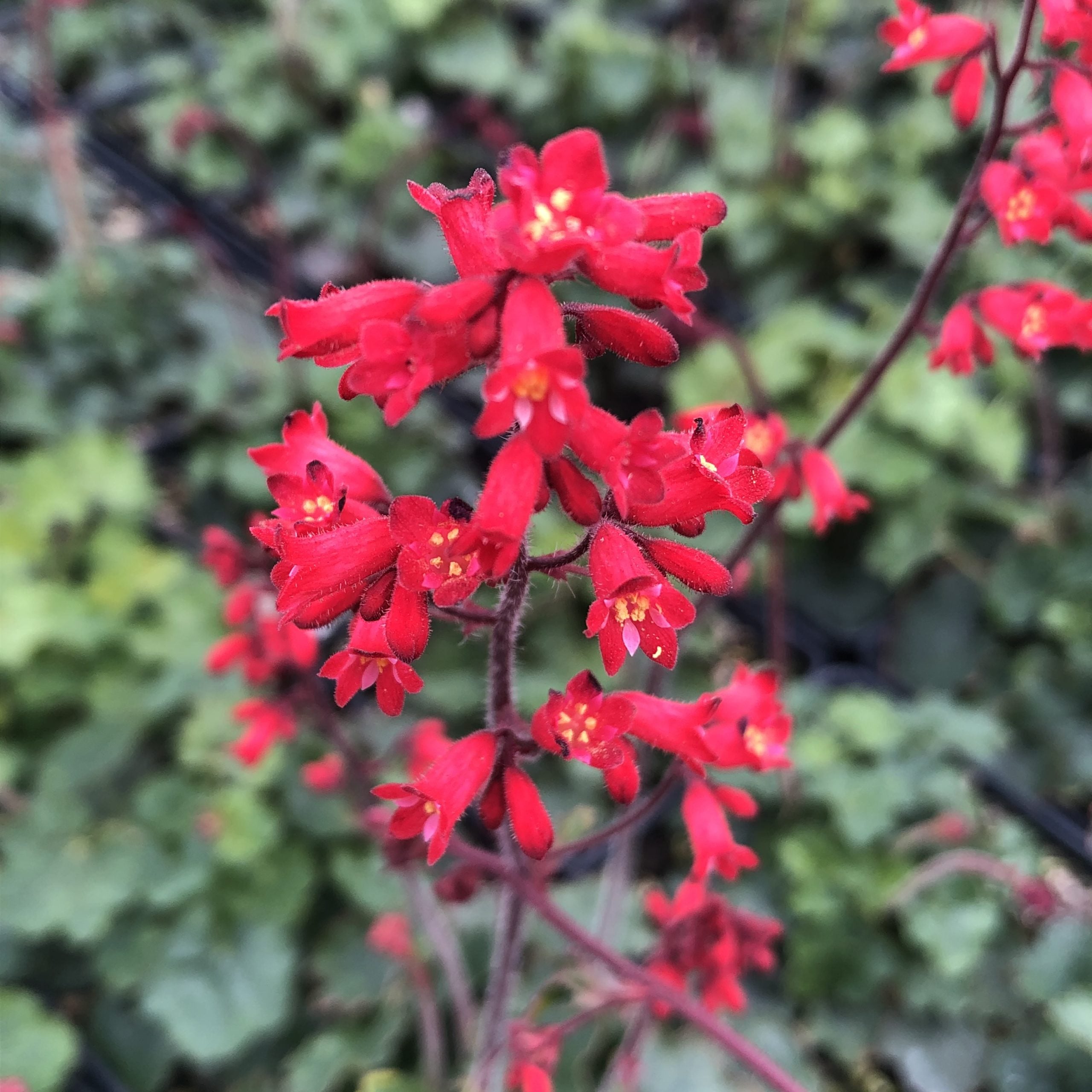Heuchera sanguinea 'Coral Petite™' - Coral Bells (4" Pot)