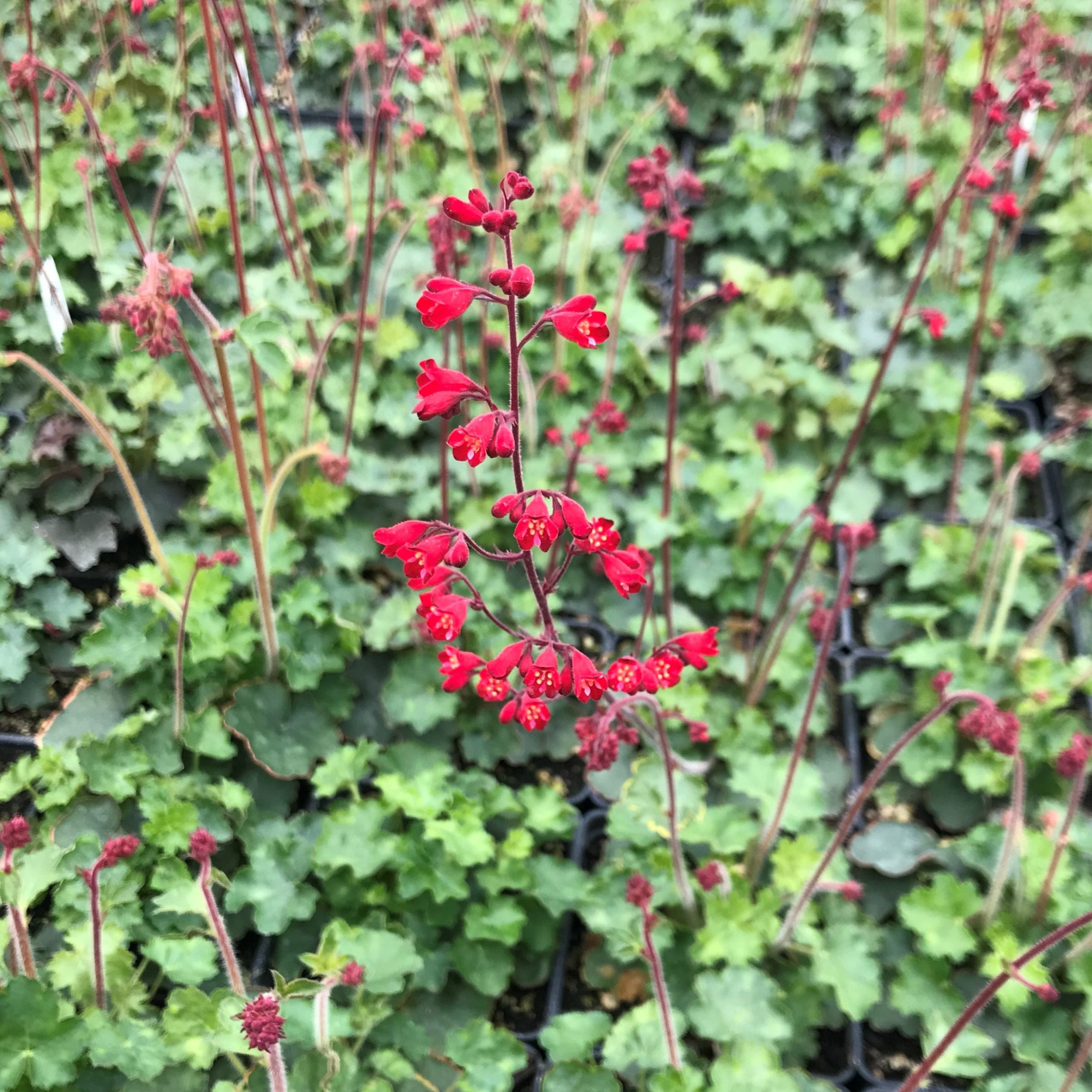 Heuchera sanguinea 'Coral Petite™' - Coral Bells (4" Pot) - Image 2
