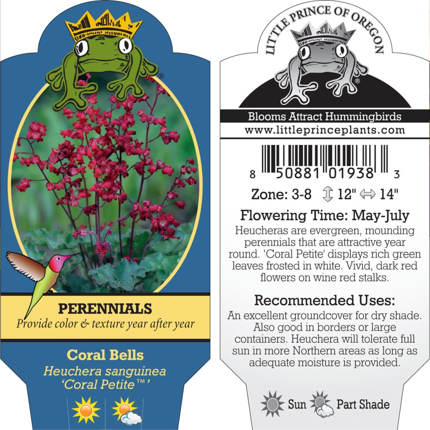 Heuchera sanguinea 'Coral Petite™' - Coral Bells (4" Pot) - Image 5