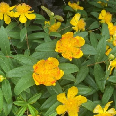 Hypericum calycinum - St. John's Wort (3.5" Pot)