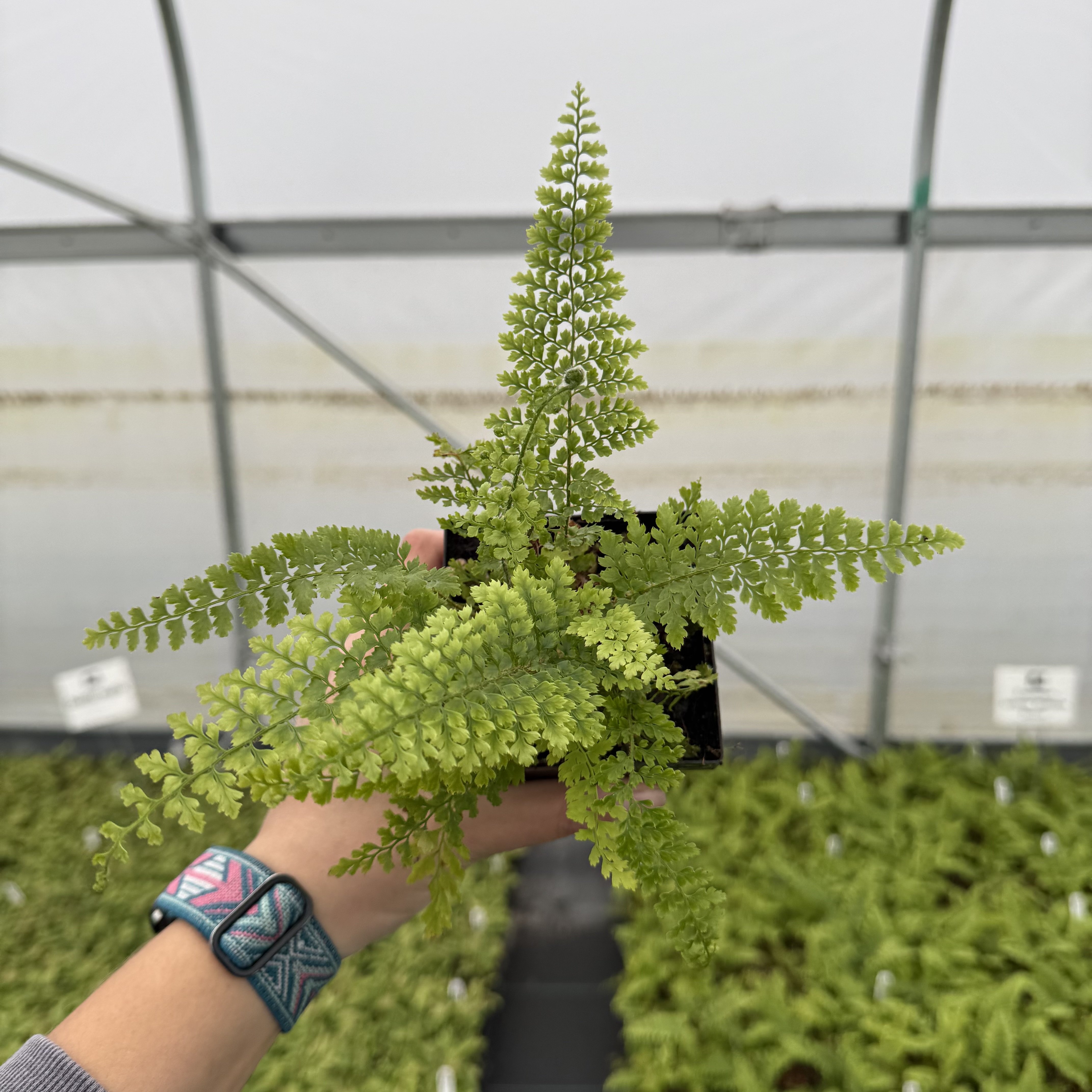 Polystichum setiferum 'Plumosum Densum' - Soft Shield Fern (3.5" Pot)