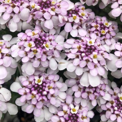 Iberis 'Pink Ice' - Candytuft USPP #23,854 (3.5" Pot)