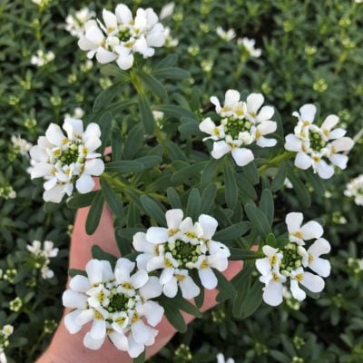 Iberis sempervirens 'Purity' - Candy Tuft (3.5" Pot)