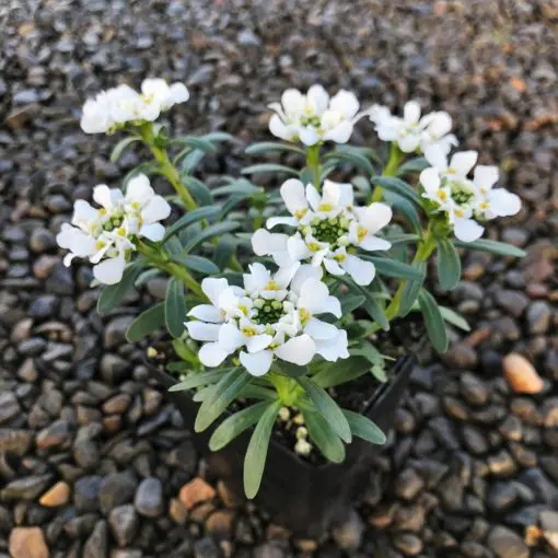 Iberis sempervirens 'Purity' - Candy Tuft (3.5
