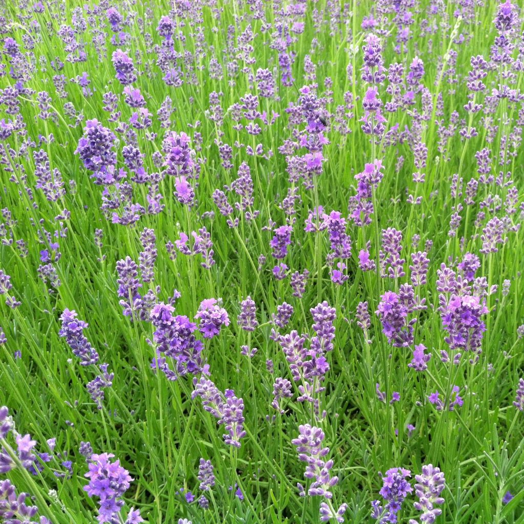 Lavandula-angustifolia-