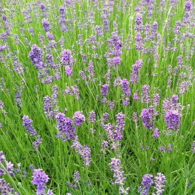 Lavandula angustifolia 'Munstead' - English Lavender (3.5" Pot)