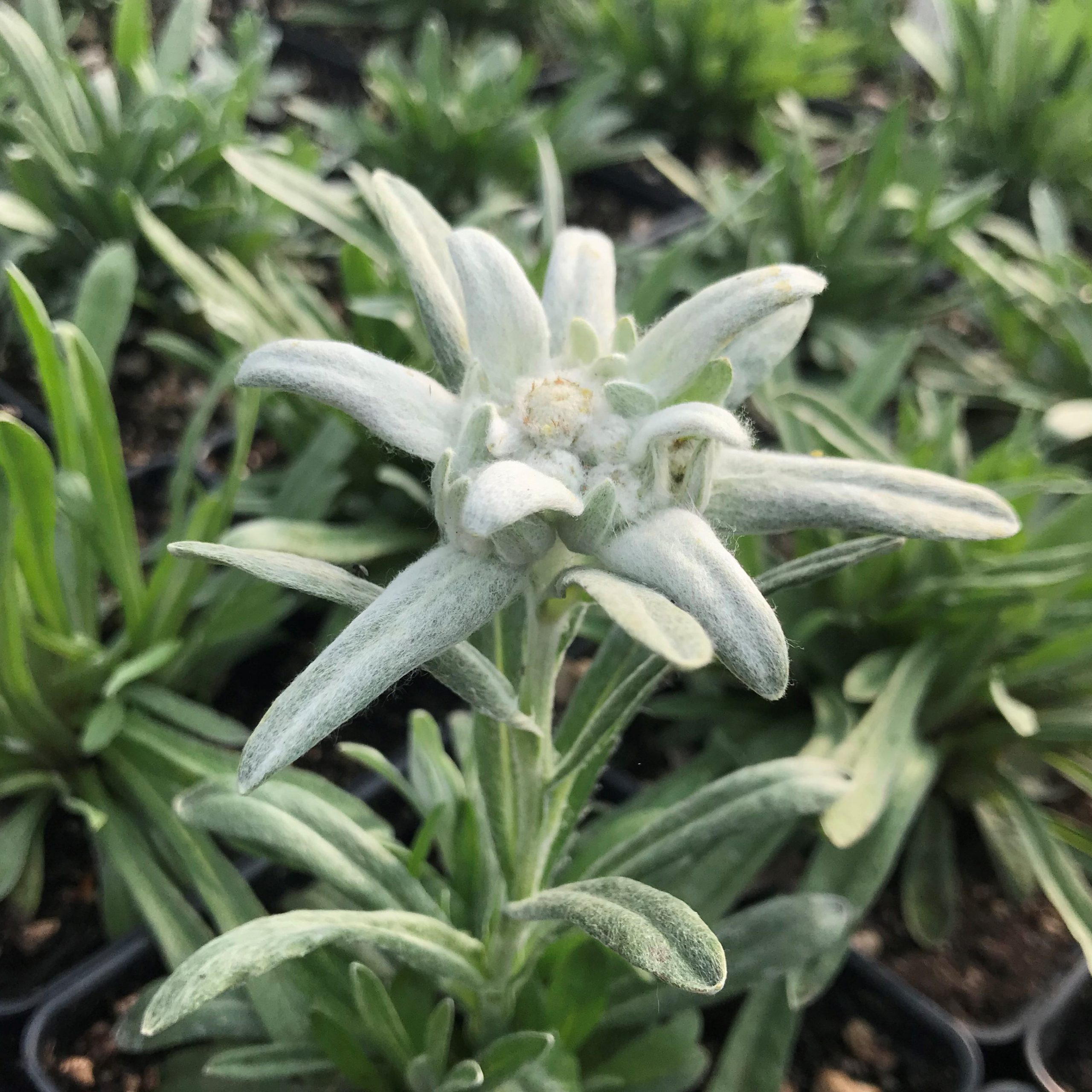 Leontopodium alpinum - Edelweiss (4" Pot) | Little Prince of Oregon Nursery