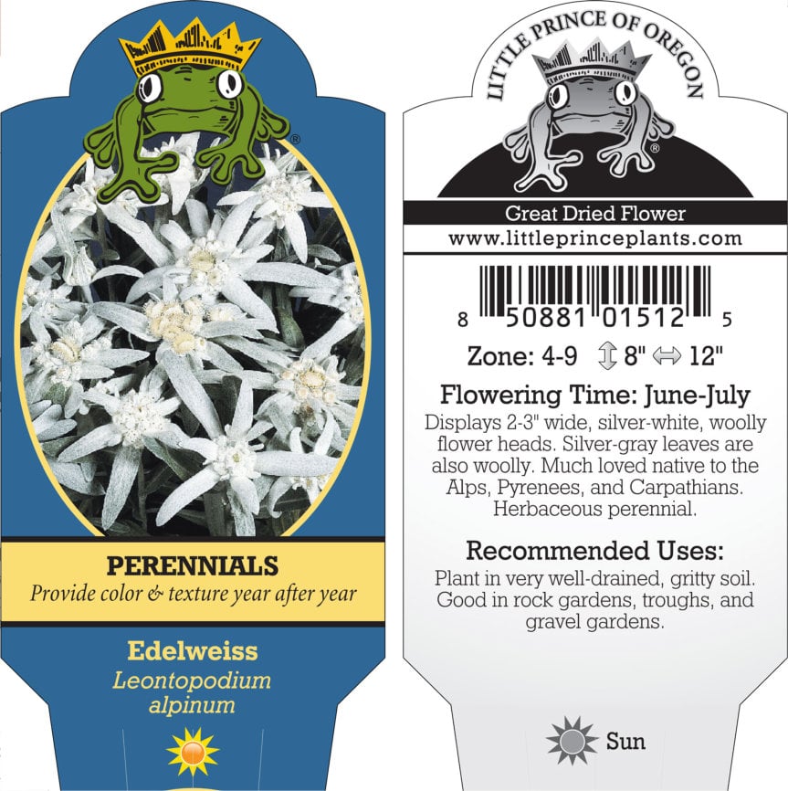 Leontopodium alpinum - Edelweiss (4" Pot) - Image 5