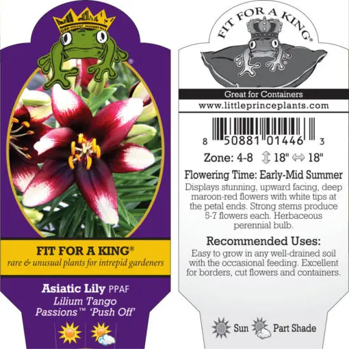 Lilium Tango Passions™ 'Push Off' - Asiatic Lily PPAF (4.5