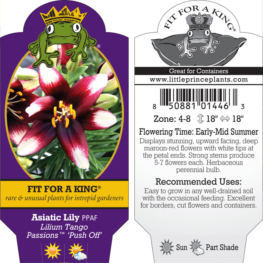Lilium Tango Passions™ 'Push Off' - Asiatic Lily PPAF (4.5
