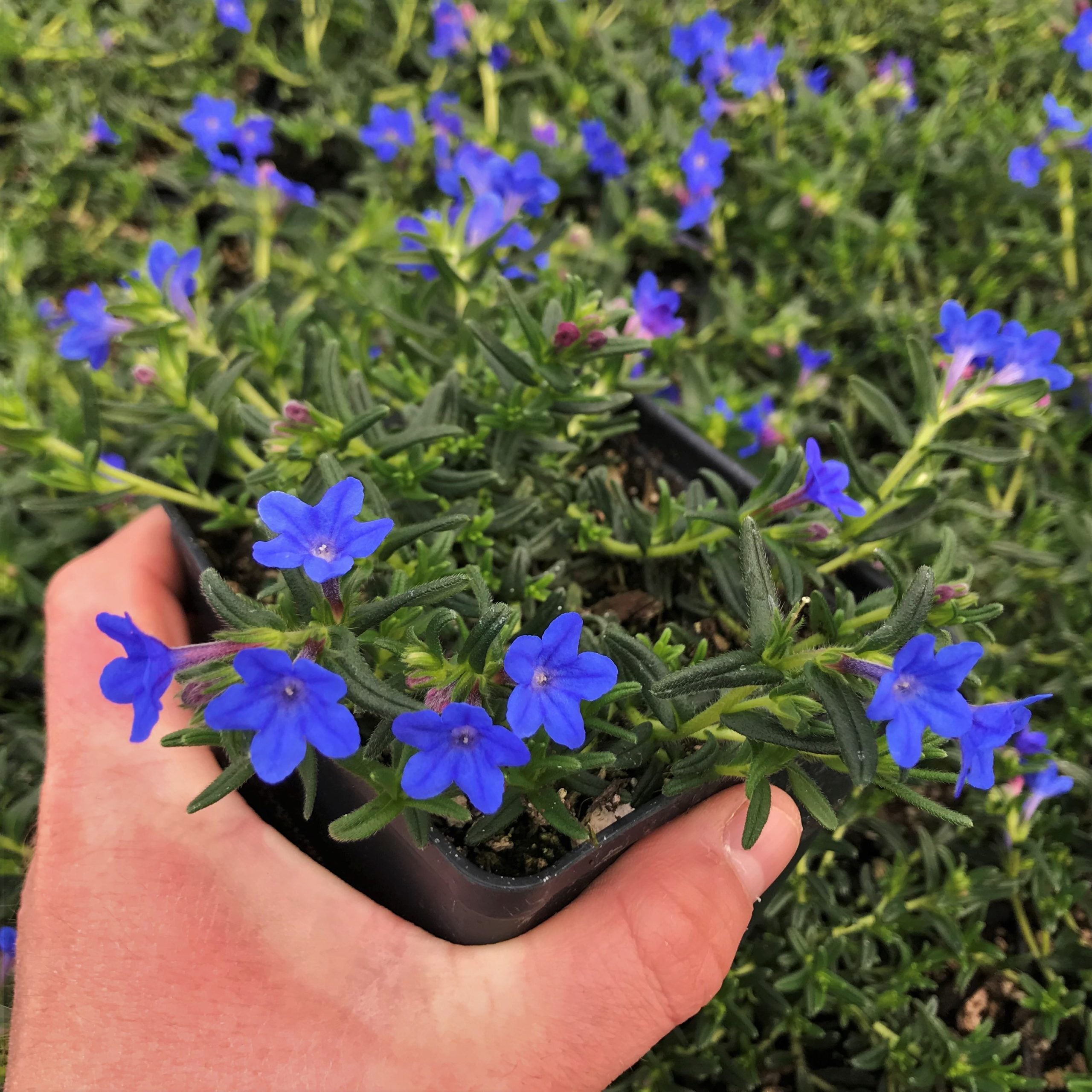 Lithodora diffusa 'Heavenly Blue' (4" Pot) - Image 3