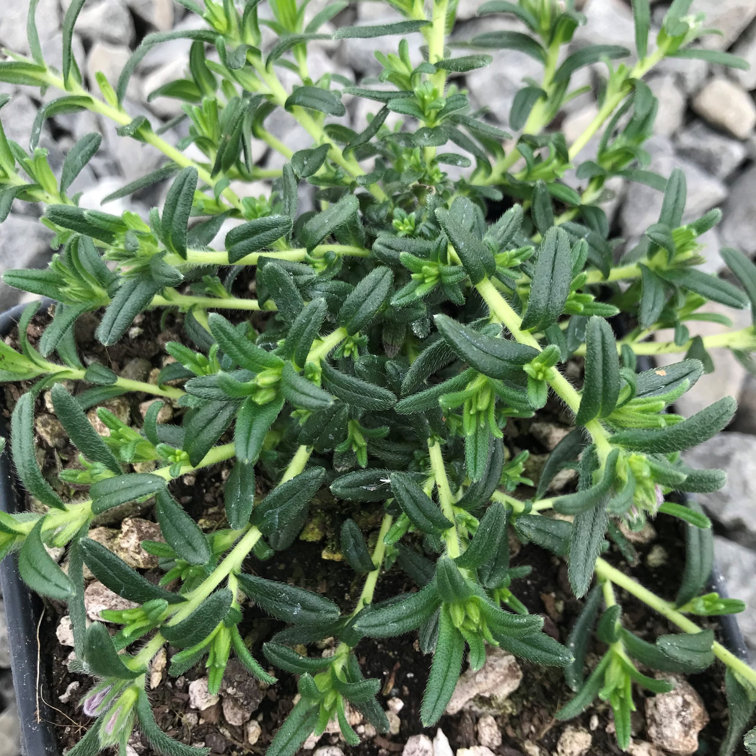 Lithodora diffusa 'Heavenly Blue' (4" Pot) - Image 7