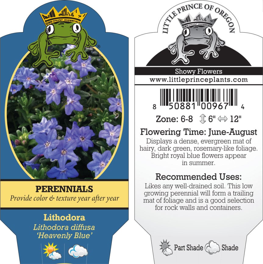 Lithodora diffusa 'Heavenly Blue' (4" Pot) - Image 8