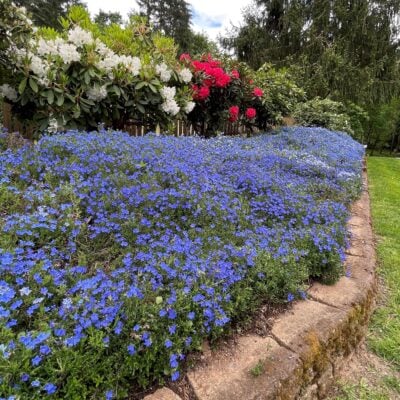 Lithodora diffusa 'Heavenly Blue' (4" Pot)