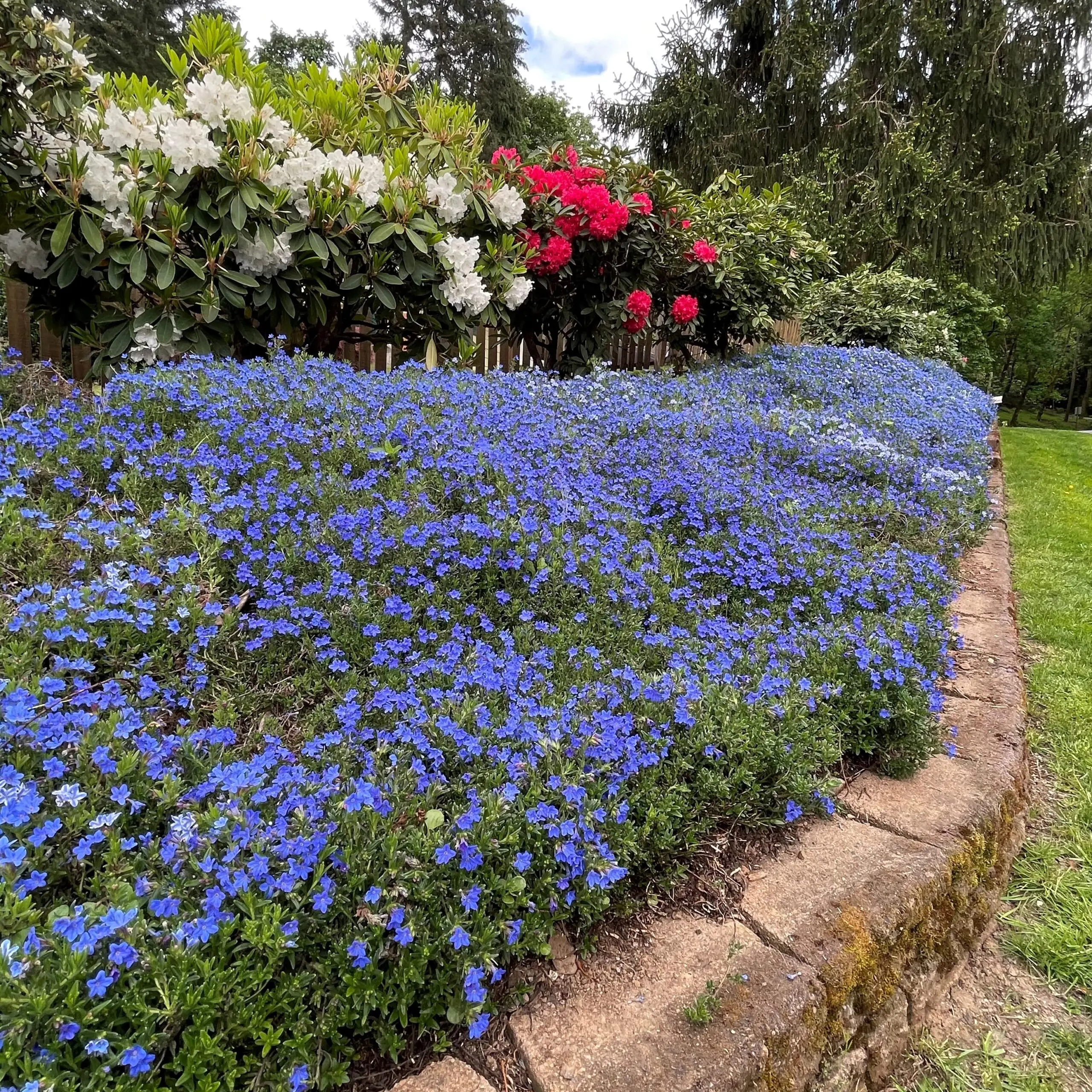 Lithodora diffusa 'Heavenly Blue' (4
