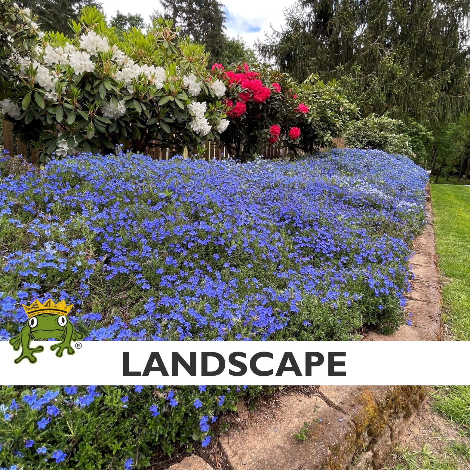 Lithodora diffusa 'Heavenly Blue' (4" Pot) - Image 4
