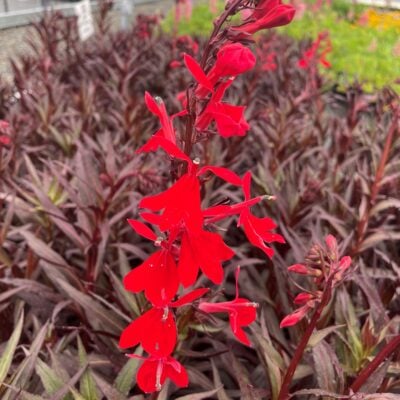 Lobelia fulgens 'Queen Victoria' - Cardinal Flower (4" Pot)