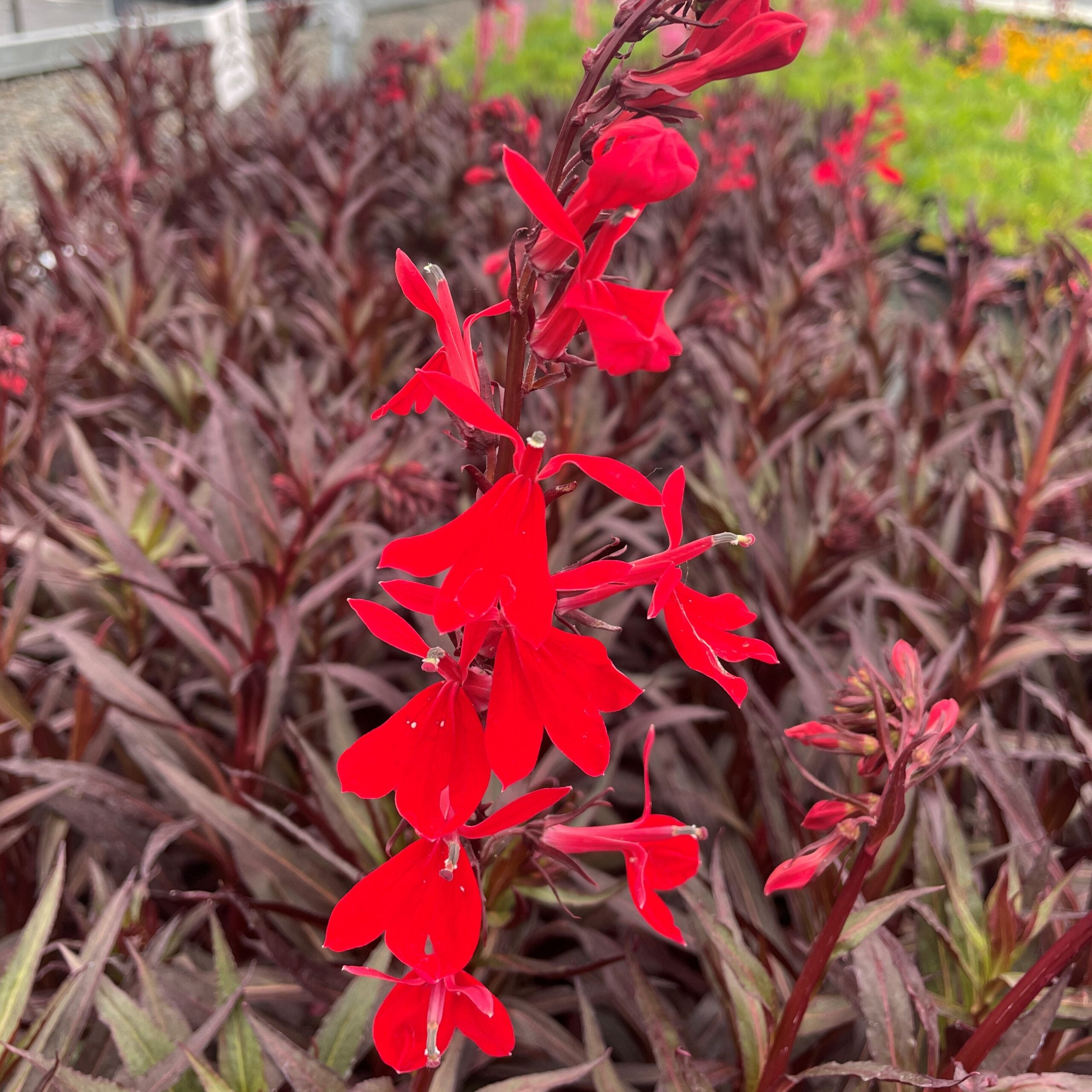 Lobelia fulgens 'Queen Victoria' - Cardinal Flower (4