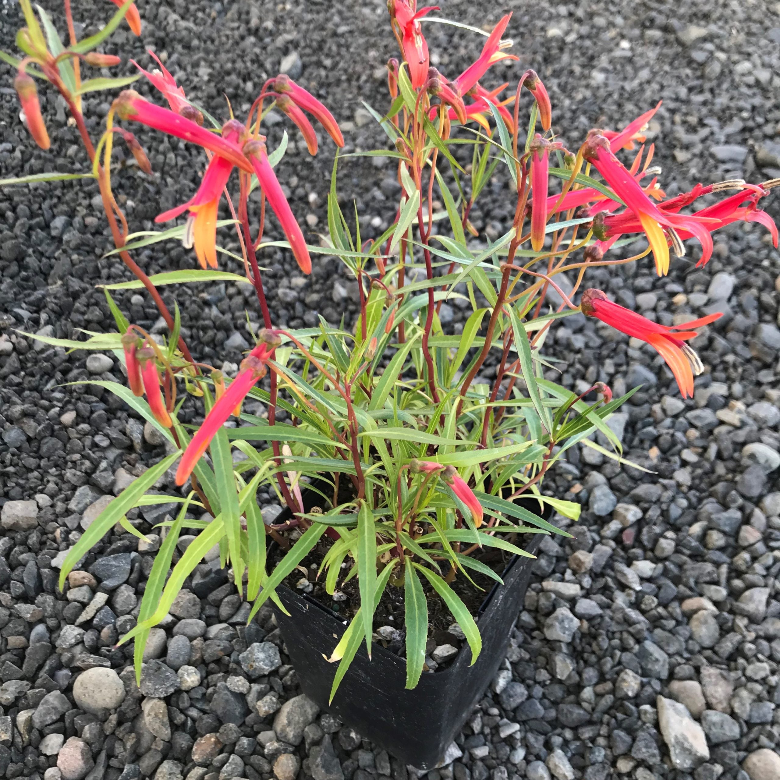 Lobelia laxiflora - Cardinal Flower (4.5" Pot) - Image 2